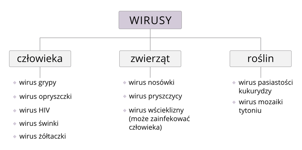 Ilustracja numer sześć to schemat przedstawiający podział wirusów na trzy grupy: wywołujące choroby człowieka, zwierząt i roślin. Centralnie, w górnej części schematu jest umieszczona ramka z napisem Wirusy. Pod nią trzy ramki z napisami: CZŁOWIEKA, ZWIERZĄT, ROŚLIN. Pod każdą ramką wypisane w kolumnach są wirusy. W przypadku człowieka: grypy, opryszczki, HIV, świnki, żółtaczki. W przypadku zwierząt: nosówki, pryszczycy, wścieklizny (w nawiasie potrafi zainfekować człowieka). W przypadku roślin wyszczególnione są: wirus pasiastości kukurydzy, wirus mozaiki tytoniu.