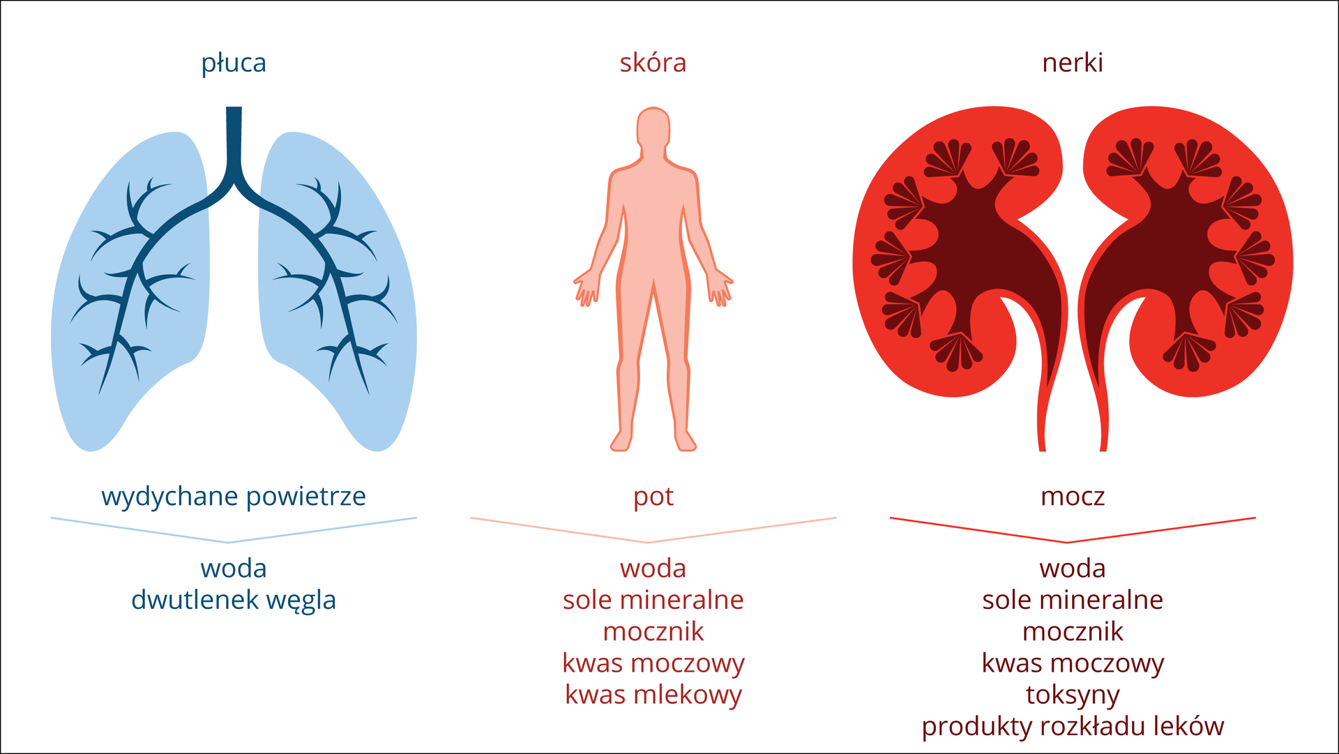 Ilustracja przedstawia schematycznie trzy narządy, służce do usuwania produktów przemiany materii. Z lewej niebiesko - granatowe płuca. Podpis: wydychane powietrze i wskazanie na wydalane produkty: woda i dwutlenek węgla. Środkowy rysunek przedstawia różową sylwetkę człowieka. Podpis: pot i wydalane produkty: woda, sole mineralne, mocznik, kwas moczowy, kwas mlekowy. Z prawej jaskrawo pomarańczowo – brązowe nerki. Podpis: mocz i wydalane produkty: sole mineralne, mocznik, kwas moczowy, toksyny, produkty rozkładu leków.