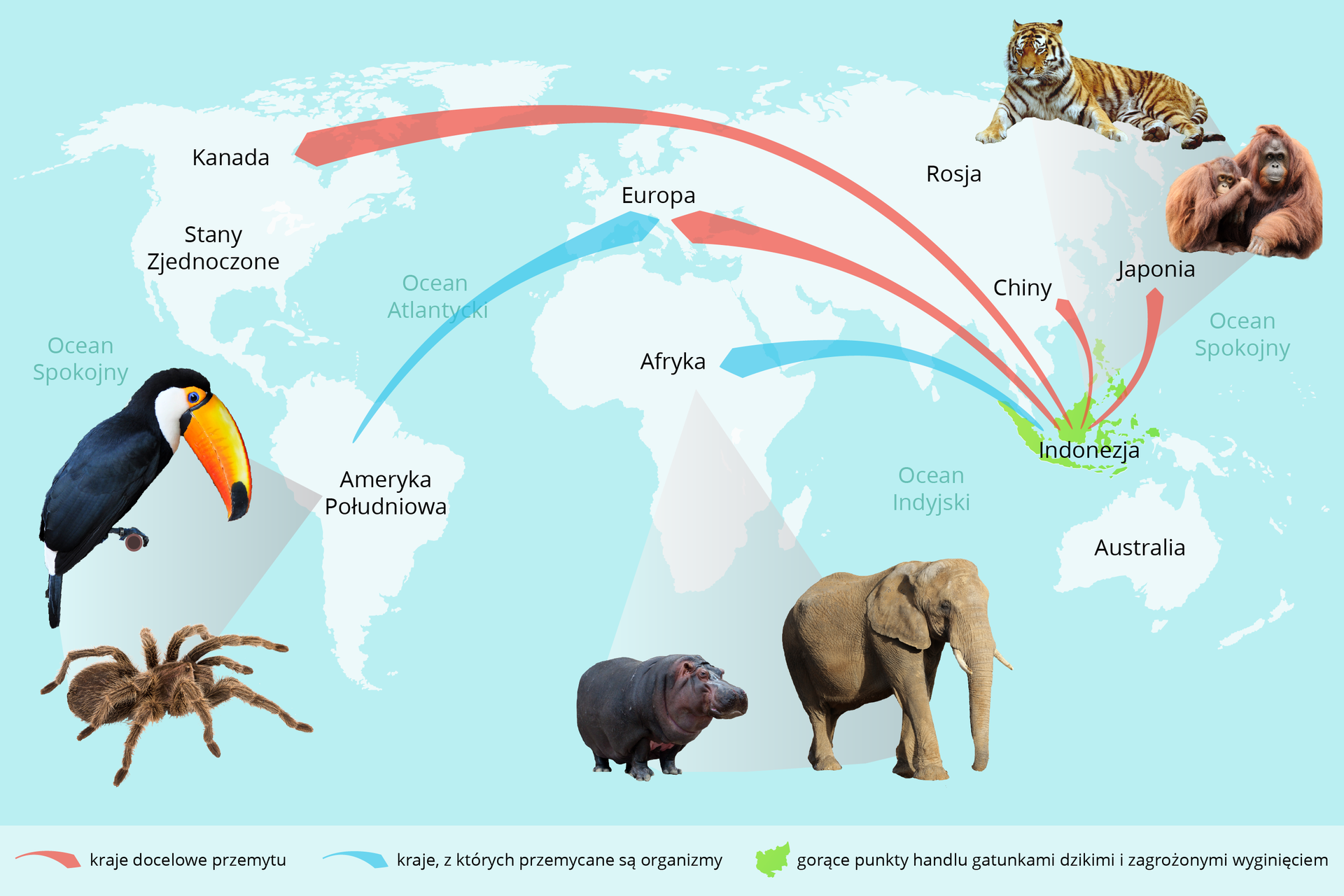 Ilustracja przedstawia mapę świata na błękitnym tle. Na obrzeżach znajdują się wizerunki zagrożonych gatunków. Strzałki wskazują drogi przemytu zwierząt. Kolorem zielonym oznaczono gorące punkty handlu gatunkami dzikimi i zagrożonymi wyginięciem.