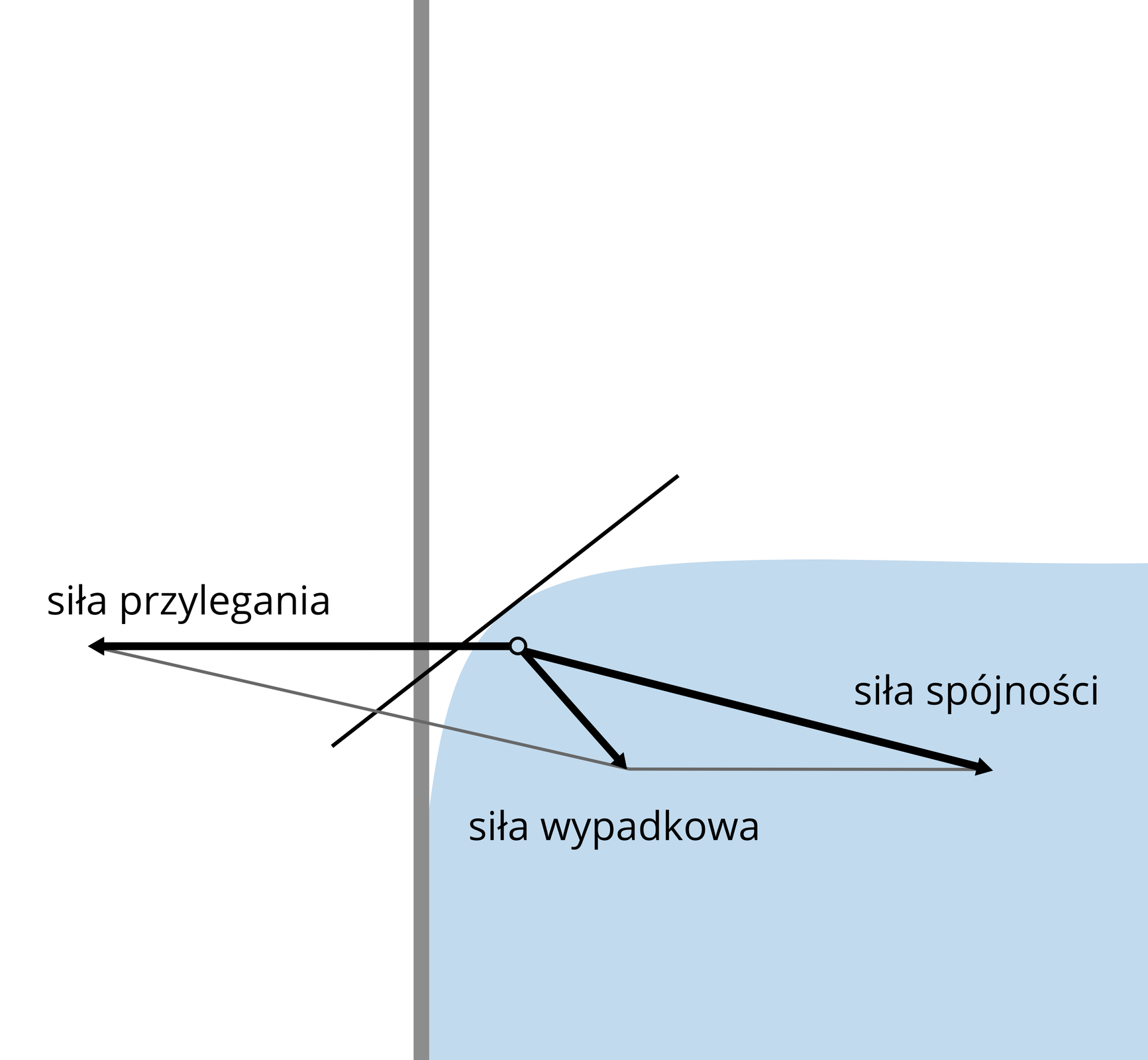 Ilustracja przedstawia mechanizm powstawania menisku wypukłego. Schemat przedzielony na pół ponową linią. Linia szara. Lewa część schematu cała biała. Prawa część w górnej połowie biała. Dolna część błękitna. Prawa część schematu imituje szklankę z wodą. Powierzchnia wody w środkowej części płaska. Tuż przy krawędzi ściany, powierzchnia wody delikatnie opada. Powierzchnia wody i krawędź ściany nie tworzą kąta prostego. Na schemacie oznaczono strzałkami wektory trzech sił. Siły przylegania, siły spójności i siły wypadkowej.