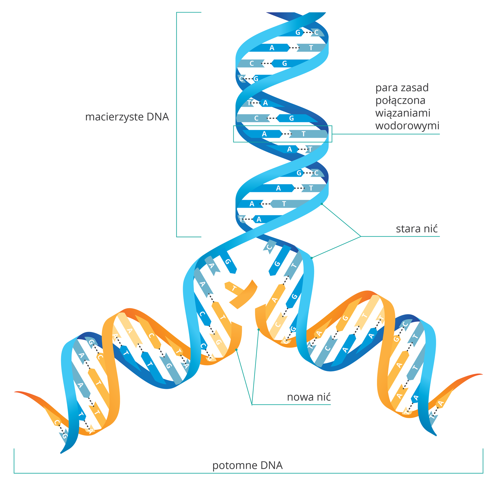 Ilustracja przedstawia replikację DNA. Od góry niebieska nićmacierzysta z parami zasad, połączonych wiązaniami wodorowymi. Wiązania pękają i nić rozplata się. Do uwolnionych zasad przyłączane są zasady komplementarne: A do T, C do G. Nowa nić jest w kolorze żółtym. W wyniku replikacji otrzymujemy dwie takie same nici DNA.