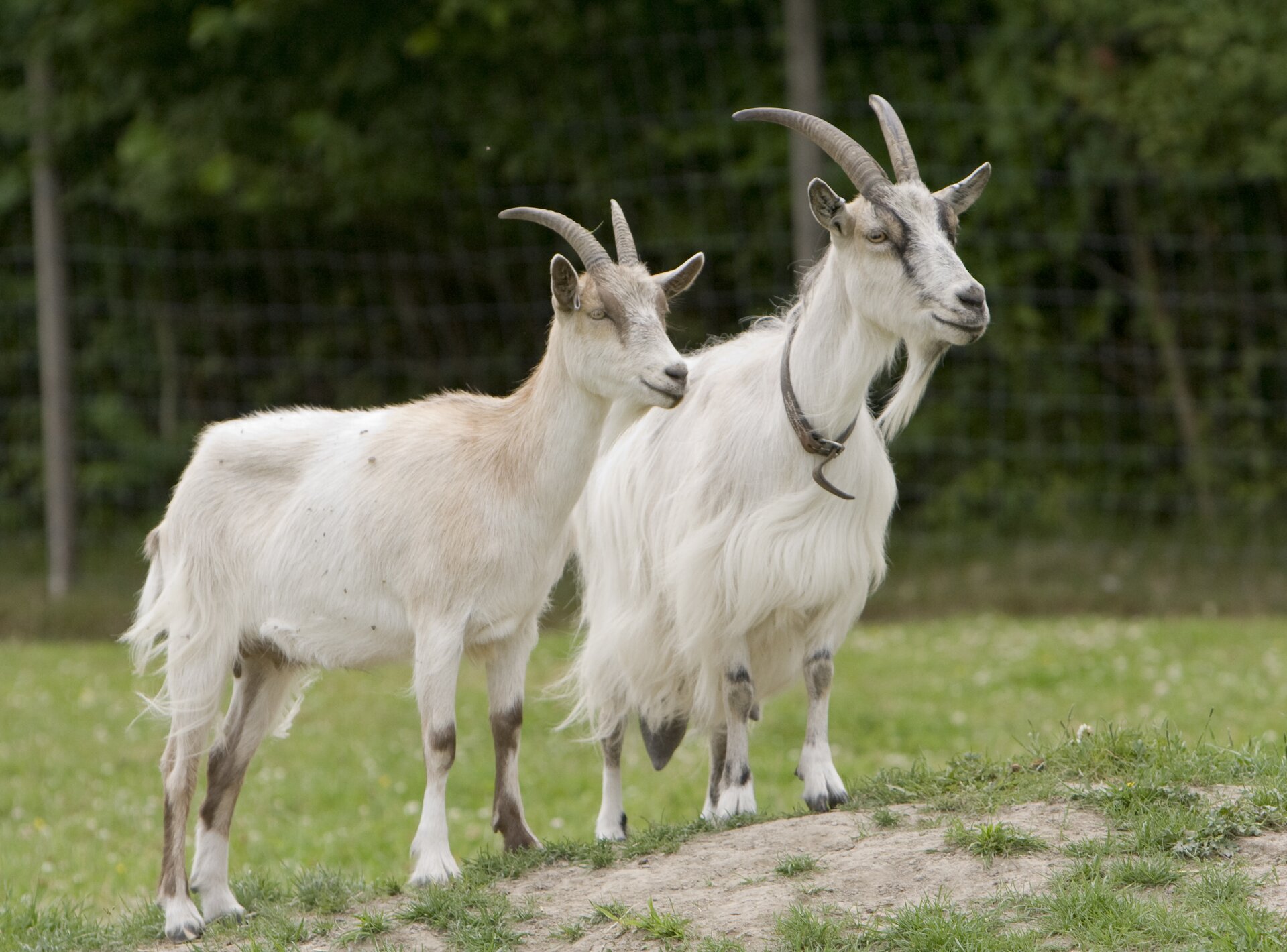 Na zdjęciu dwie kozy. Biała sierść, duże rogi. W tle ogrodzenie.