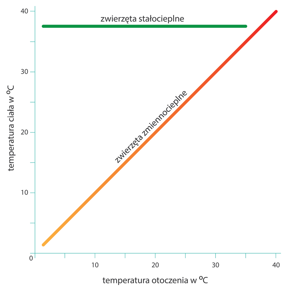 Na wykresie znajdują się dwie proste linie. Pomarańczowa ukosem w górę, zielona poziomo. Na osi X zaznaczono temperaturę od zera do czterdziestu stopni Celsjusza. Na osi Y wyskalowano temperaturę ciała w stopniach Celsjusza od zera do czterdziestu.