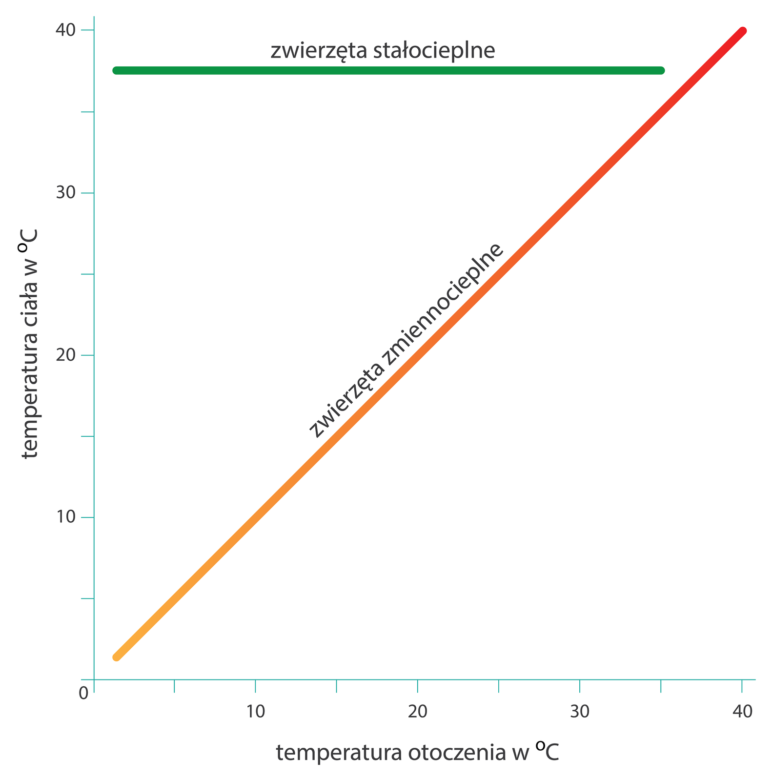 Na wykresie znajdują się dwie proste linie. Pomarańczowa ukosem w górę, zielona poziomo. Na osi X zaznaczono temperaturę od zera do czterdziestu stopni Celsjusza. Na osi Y wyskalowano temperaturę ciała w stopniach Celsjusza od zera do czterdziestu.