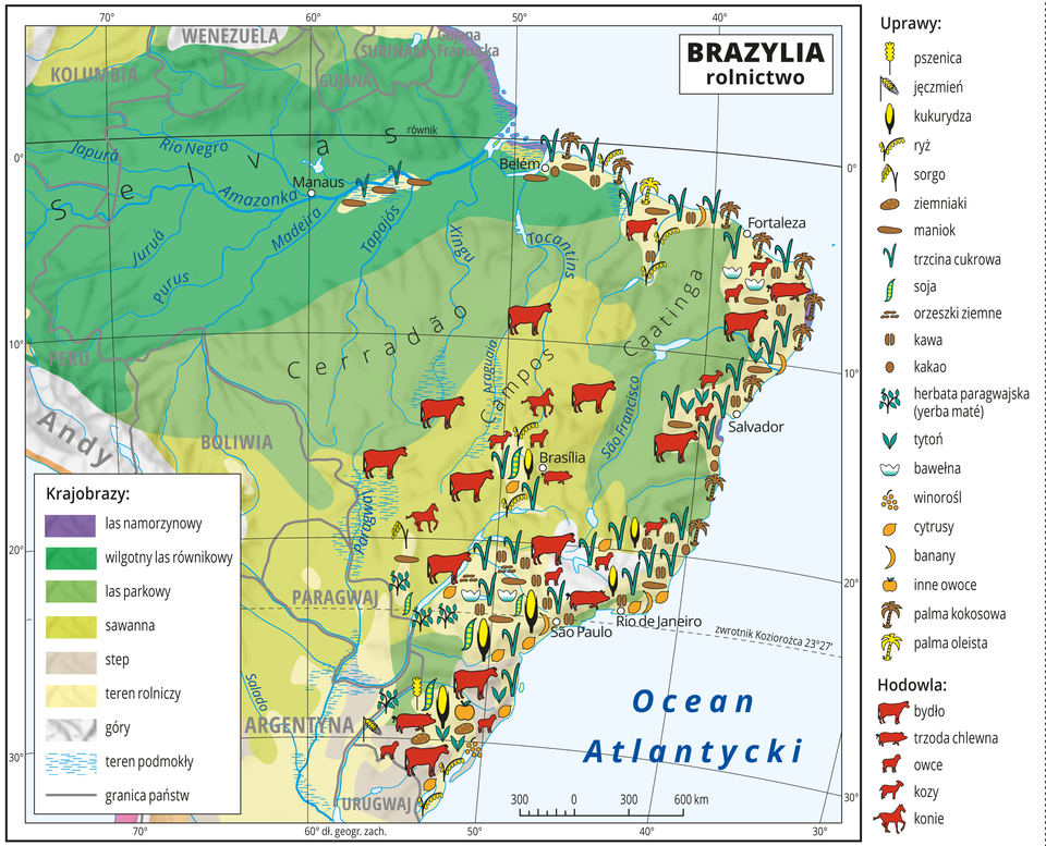 Ilustracja przedstawia mapę rolnictwa Brazylii. Na mapie uwzględniono następujące strefy roślinne: las namorzynowy, wilgotny las równikowy, las parkowy, sawanna, step. Sygnaturami oznaczono uprawy: pszenica, jęczmień, kukurydza, ryż, sorgo, ziemniaki, maniok, trzcina cukrowa, soja, orzeszki , ziemne, kawa, kakao, herbata paragwajska (yerba maté), tytoń, bawełna, winorośl, cytrusy, banany, inne owoce, palma kokosowa i palma oleista. Hodowla: bydło, trzoda chlewna, owce, kozy i konie. Sygnatury występują jedynie we wschodniej części Brazylii, nad morzem. Mapa pokryta jest równoleżnikami i południkami. Dookoła mapy w białej ramce opisano współrzędne geograficzne co dziesięć stopni. W legendzie umieszczono i opisano znaki użyte na mapie.