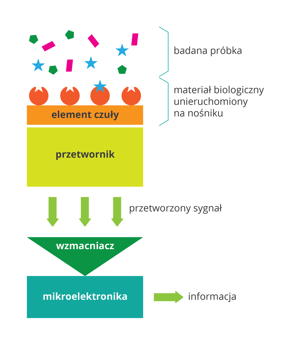 Ilustracja przedstawia schemat działania biosensora. Od góry kolorowe kształty oznaczają badaną próbkę. Jej elementy są wyłapywane na przykład przez mikroorganizmy, oznaczone jako pomarańczowe kule i umocowane na nośniku. Wytwarzany przez nie sygnał biologiczny trafia do przetwornika, symbolizowanego przez żółty prostokąt. Sygnał, zielone strzałki, trafia do zielonego trójkąta – wzmacniacza i dalej do urządzeń elektronicznych.