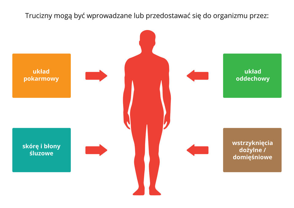 Ilustracja przedstawia schemat wprowadzania lub przedostania się do organizmu trucizny. W centralnej części ilustracji znajduje się czerwony symbol stojącego człowieka. Po obu stronach po dwa prostokąty. Na lewo od osoby, na wysokości klatki piersiowej, prostokąt z napisem: Układ pokarmowy. Poniżej, na wysokości kolana, prostokąt z napisem: Skóra i błony śluzowe. Na prawo od osoby, na wysokości klatki piersiowej, prostokąt z napisem: Układ oddechowy. Poniżej, na wysokości kolan, prostokąt z napisem: Wstrzyknięcia dożylne/domięśniowe.