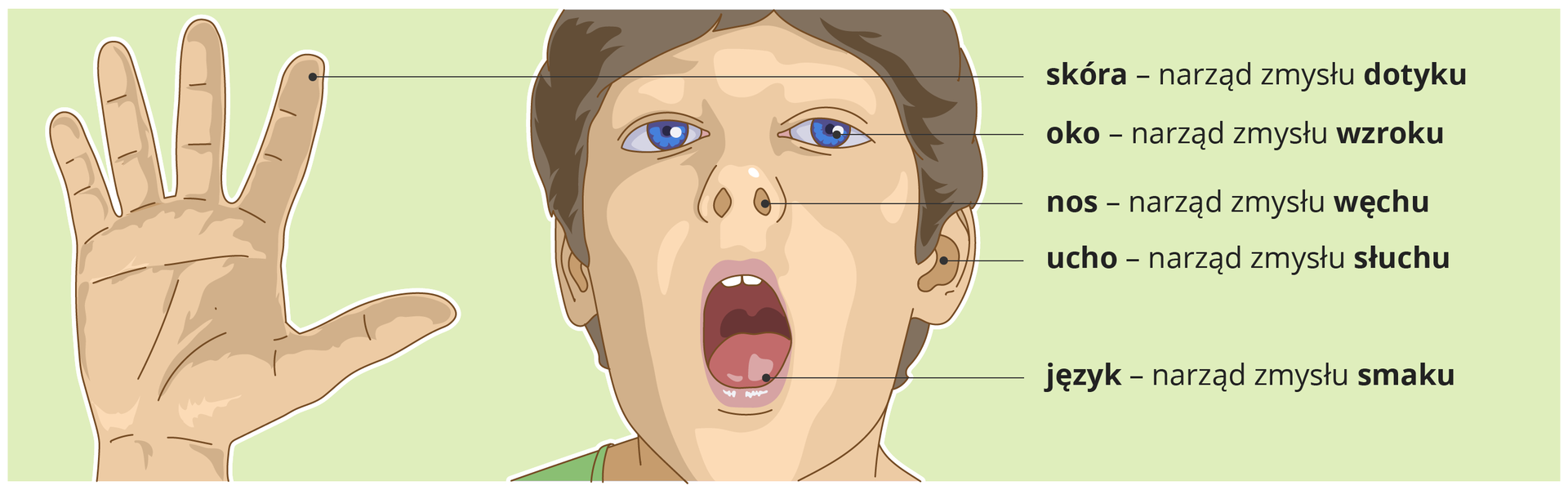 Na ilustracji znajduje się chłopiec. Na jego ciele zostały zaznaczone narządy zmysłów, które służą do odbierania wrażeń. Człowiek ma pięć takich narządów. Cztery z nich umieszczone są na głowie, a narząd dotyku, którym jest skóra, okrywa całe ciało człowieka. Pozostałe to: oko – narząd zmysłu wzroku, nos – narząd zmysłu węchu, ucho – narząd zmysłu słuchu, i język – narząd zmysłu smaku.