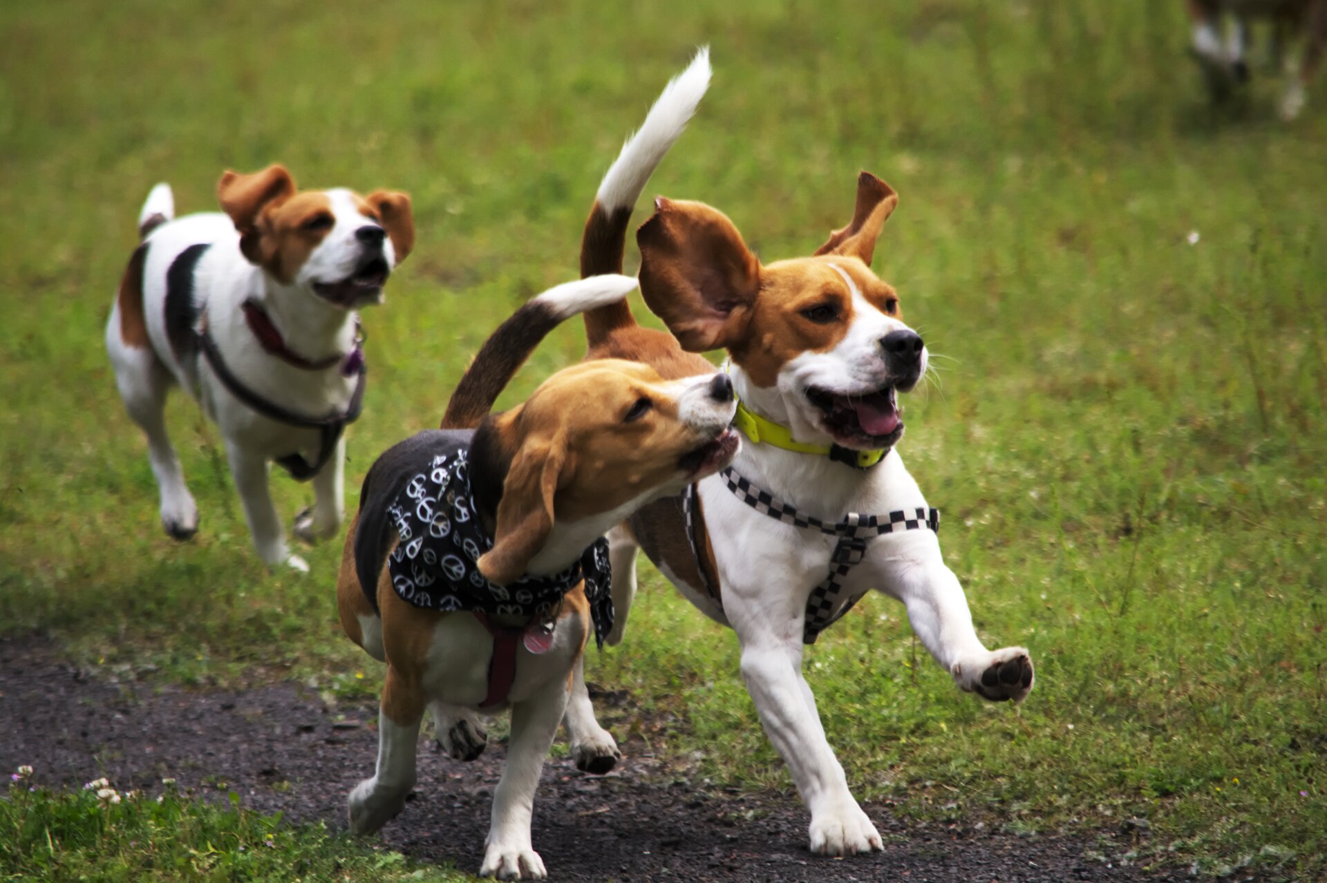 Fotografia przedstawia 3 biegnące po ścieżce w trawie szczeniakirasy Beagle. Są biało – brązowe, mają długie uszy i krótkie łapy. 2 ubrane w szelki, jeden ma czarno – białą apaszkę i czarny kubrak.