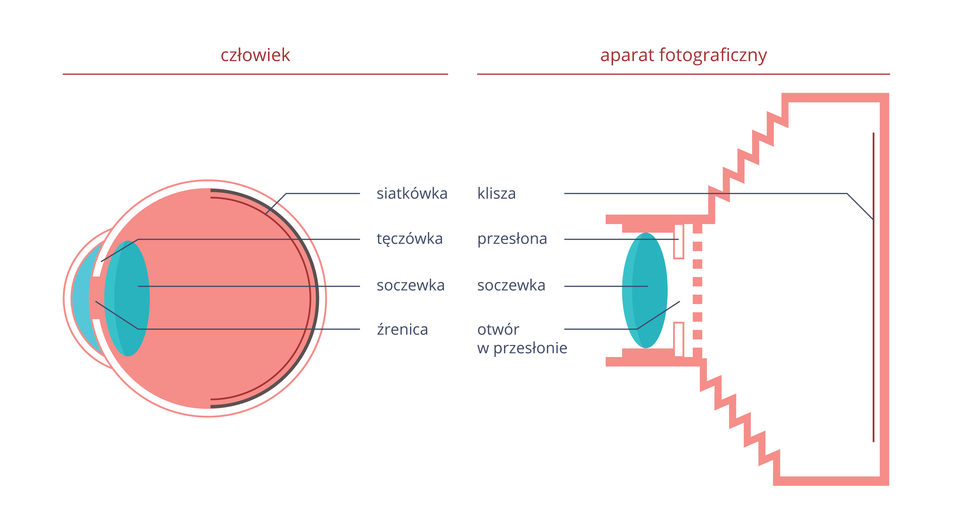 Ilustracja prezentująca porównanie elementów oka i aparatu fotograficznego. Po lewej stronie przekrój gałki ocznej, po prawej przekrój aparatu fotograficznego. Odpowiadające sobie elementy, to: siatkówka- klisza, tęczówka-przesłona, soczewka-soczewka, źrenica-otwór w przesłonie.