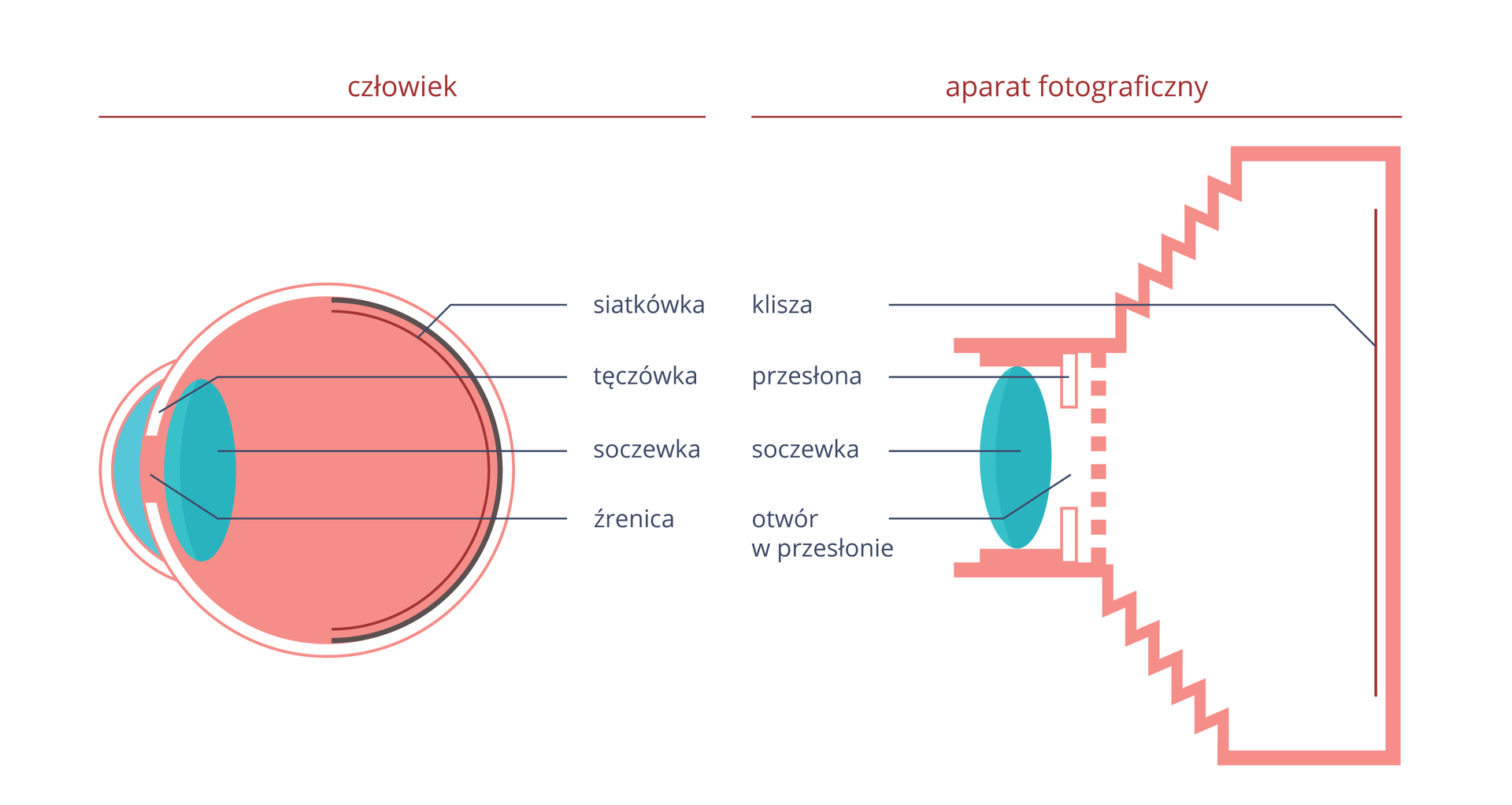 Ilustracja prezentująca porównanie elementów oka i aparatu fotograficznego. Po lewej stronie przekrój gałki ocznej, po prawej przekrój aparatu fotograficznego. Odpowiadające sobie elementy, to: siatkówka- klisza, tęczówka-przesłona, soczewka-soczewka, źrenica-otwór w przesłonie.