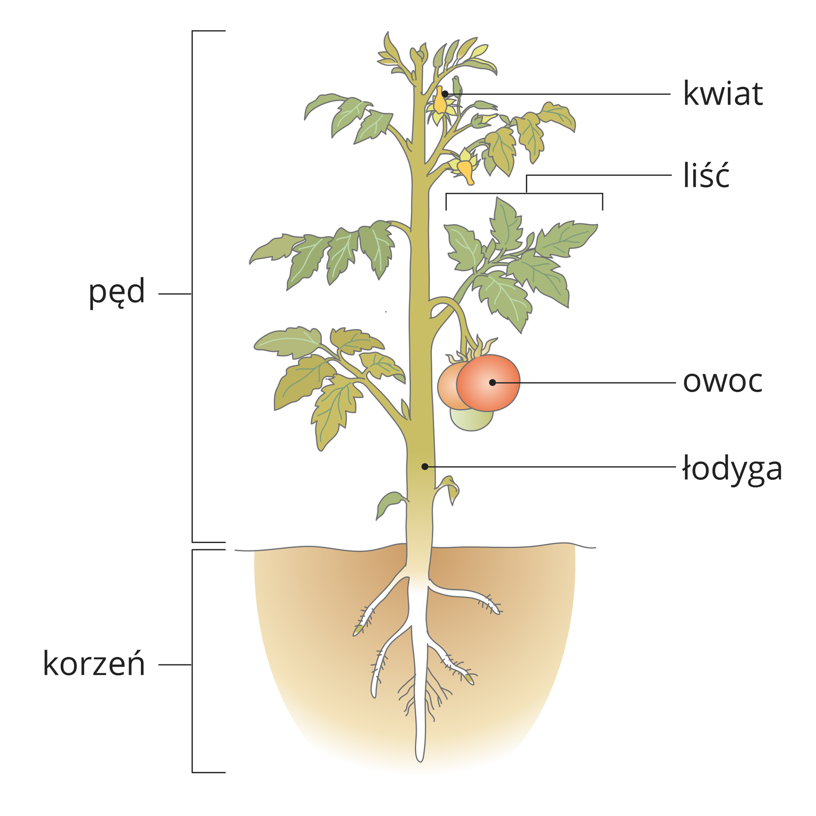 Ilustracja przedstawia pęd pomidora z korzeniem. Od góry na łodydze znajdują się: żółte kwiaty, zielone liście i czerwone owoce. Rozgałęziony korzeń znajduje się w ziemi.