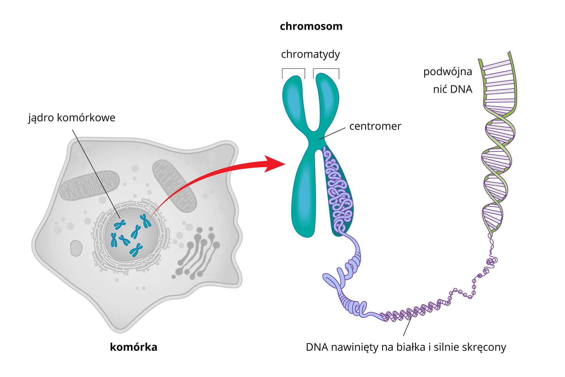 Ilustracja przestawia kolejne powiększenia chromosomu. Od lewej wielokątna szara komórka z zaznaczonymi organellami. W środku jądro komórkowe z błękitnymi chromosomami. Od nich strzałka w prawo do jednego iksowatego chromosomu. Ramiona podpisane chromatydy, w środku połączenie nazwane centromer. Z chromatydy u dołu wysuwa się splątana, gruba lina. To DNA, nawinięty na białka i silnie skręcony. Dalej w prawo lina rozwija się i uwidacznia skręconą drabinkę z liliowymi szczeblami między zielonymi bokami. Podpis podwójna nić DNA.