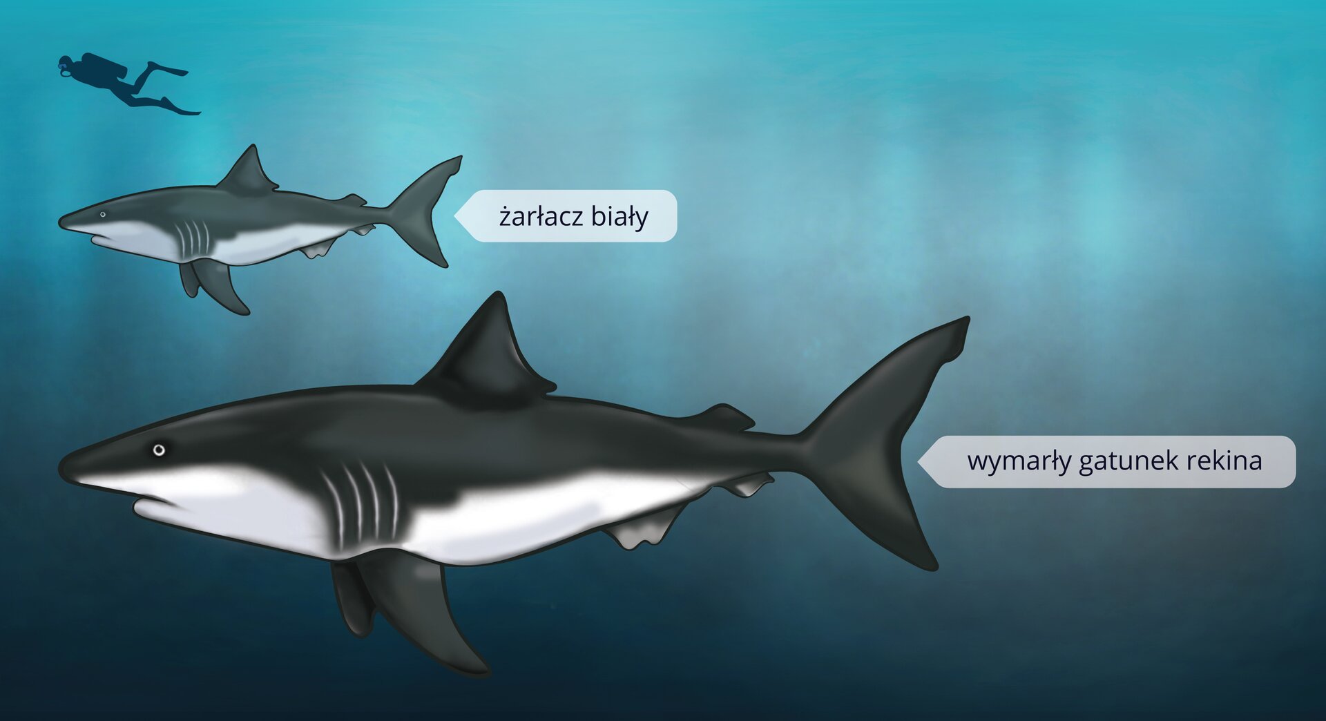 Ilustracja przedstawia na błękitnym tle sylwetki dwóch stalowo- białych rekinów i nurka. Największy rekin to wymarły gatunek. W środku współczesny żarłacz biały, znacznie mniejszy.