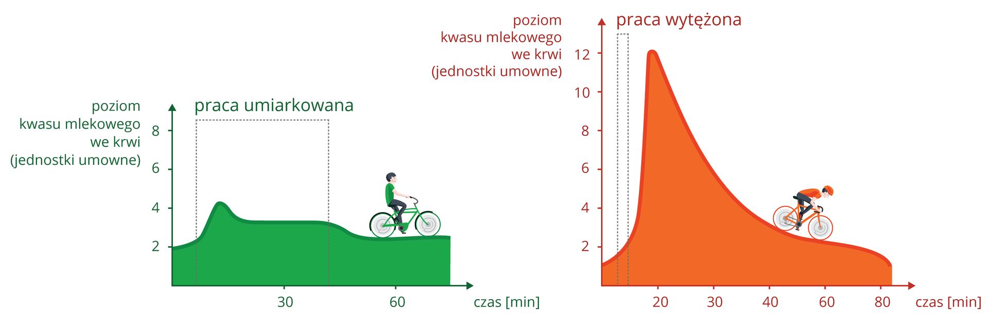 Ilustracja przedstawia dwa wykresy, odnoszące się do poziomu kwasu mlekowego w mięśniach podczas wysiłku. Na osiach X zaznaczono czas, na osiach Y poziom kwasu mlekowego we krwi w milimolach na litr. Czas pracy zaznaczono kropkowanymi liniami. Z lewej wykres zielony dla pracy umiarkowanej. Symbolizuje ją sylwetka człowieka na rowerze, jadącego bez pospiechu. Z prawej pomarańczowy wykres dla pracy wytężonej. Symbolizuje ją kolarz, jadący szybko z górki.