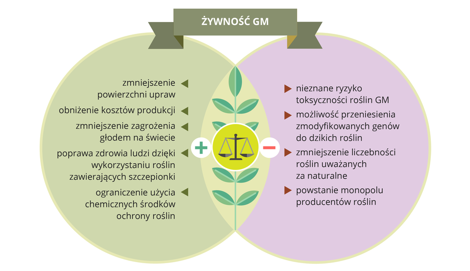 Ilustracja przedstawia zachodzące na siebie dwa koła: szare i liliowe. W ich części wspólnej przedstawiono sylwetkę szaro - niebieskiego liścia, na który w centrum nałożono ilustrację wagi i znaki: plus i minus. U góry napis: żywność GM. W szarym kole wypisano zalety, w liliowym wady genetycznej modyfikacji roślin.