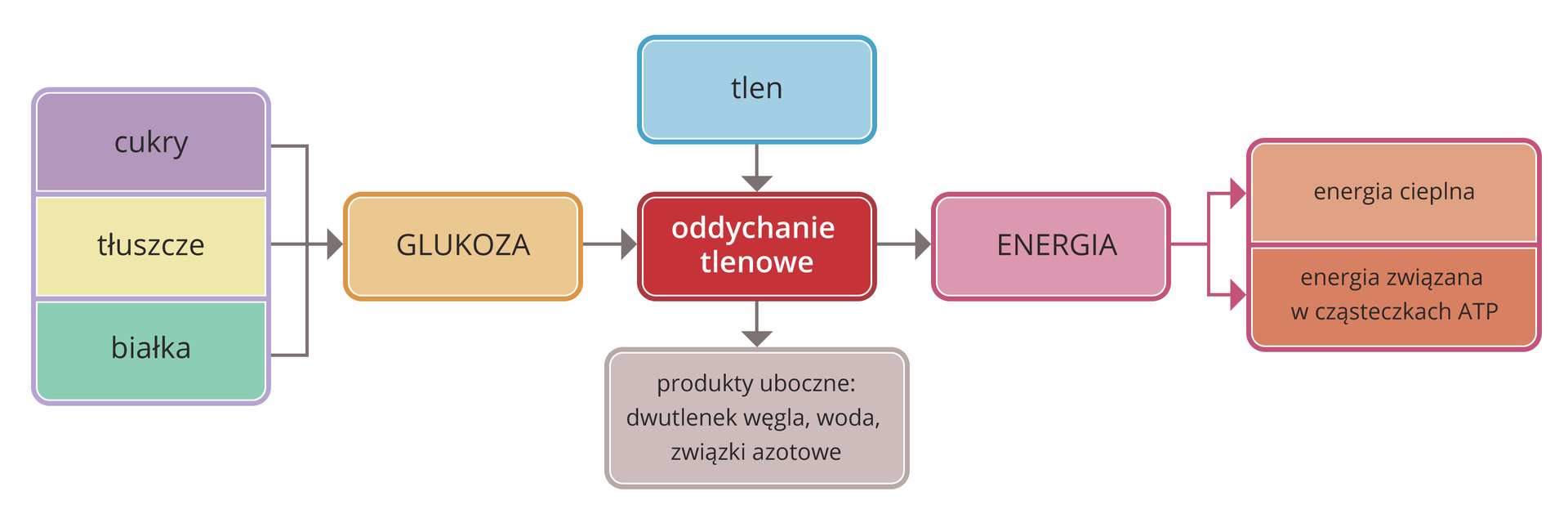 Ilustracja przedstawia schemat oddychania tlenowego. W kolorowych czworokątach opisano substraty i produkty przemian chemicznych. W centrum znajduje się czerwony prostokąt z napisem oddychanie tlenowe. Od lewej trzy czworokąty symbolizują składniki pokarmowe: białka, cukry i tłuszcze. Strzałka od nich w prawo wskazuje glukozę (beżowy prostokąt). Od tego substratu strzałka prowadzi do oddychania tlenowego. Do oddychania tlenowego od góry prowadzi też strzałka od błękitnego tlenu, a od niego w dół do liliowych produktów ubocznych. Strzałka dalej w prawo wskazuje różowy prostokąt produktu oddychania z napisem energia, którą podzielono na cieplną i związaną w cząsteczkach ATP.