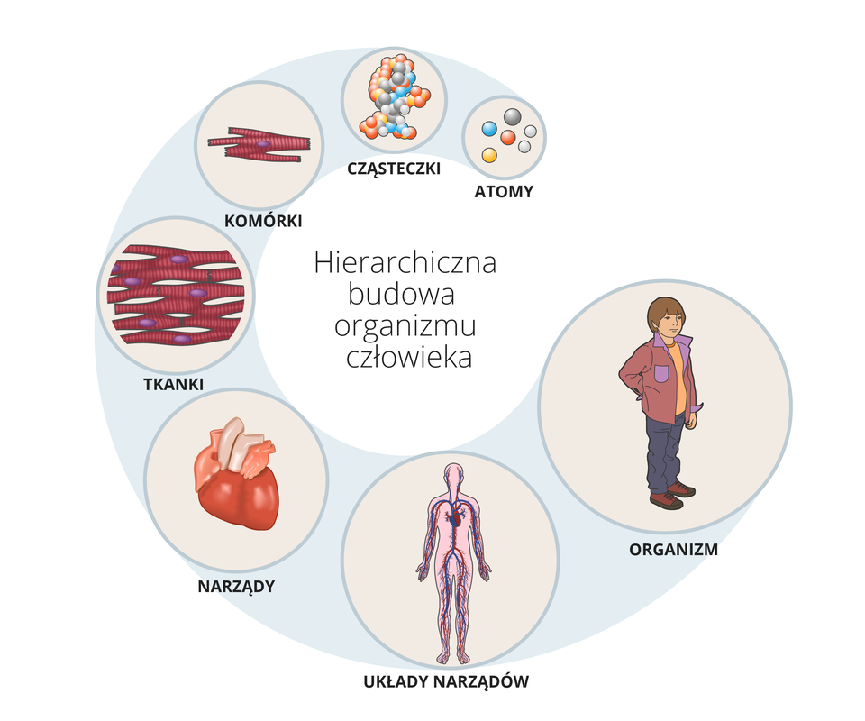 Schemat ilustruje hierarchię w budowie organizmu człowieka, na którą składają się kolejno: atomy, cząsteczki, komórki, tkanki, narządy, układy narządów, organizm człowieka.