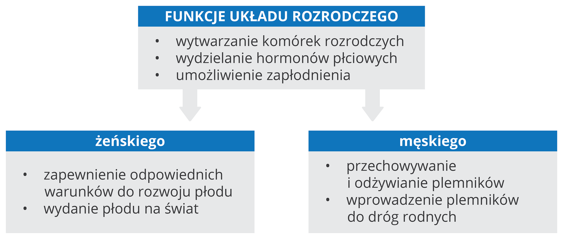 Na schemacie wymieniono funkcje układu rozrodczego:• wytwarzanie komórek rozrodczych • wydzielanie hormonów płciowych• umożliwienie zapłodnienia, • zapewnienie odpowiednich warunków do rozwoju płodu• wydanie płodu na świat, • przechowywanie i odżywianie plemników• wprowadzenie plemników do dróg rodnych