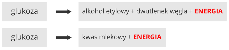 Ilustracja przedstawia cztery szare prostokąty w dwóch rzędach. Zapisano w nich schemat przebiegu dwóch rodzajów oddychania beztlenowego, czyli fermentacji. Napis energia ma kolor czerwony. W pierwszym rzędzie od glukozy czarna strzałka prowadzi do działania: alkohol etylowy plus dwutlenek węgla plus energia. Jest to zapis fermentacji alkoholowej.W drugim rzędzie od glukozy czarna strzałka wskazuje zapis: kwas mlekowy plus energia. Oznacza to fermentację mlekową.