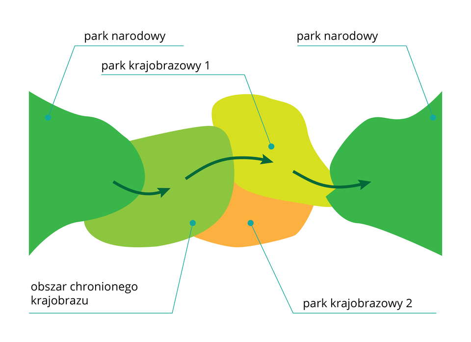 Ilustracja przedstawia podpisane kolorowe plamy, stykające się ze sobą. Oznaczają one tereny chronione w różnej formie. Na nich znajdują się zielone strzałki, oznaczające korytarz ekologiczny.