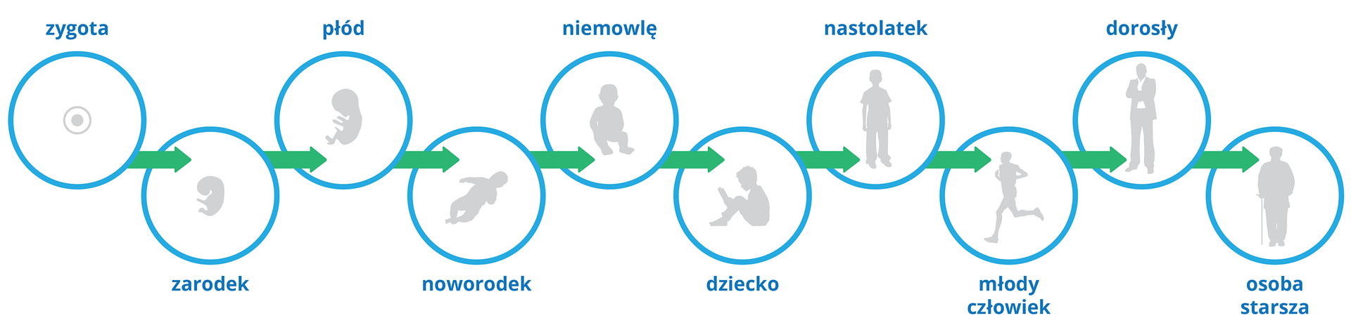 Ilustracja przedstawia etapy życia człowieka. Dziesięć turkusowych kół, ułożonych poziomo od lewej do prawej strony. Łączą je zielone strzałki. Wewnątrz szare sylwetki. Zygota to kółko z jądrem. Zarodek to fasolowaty kształt z kończynami. Płód ma wyodrębnione kończyny i dużą głowę, zwrócony w lewą stronę. Noworodek leży na plecach. Niemowlę siedzi przodem. Dziecko siedzi na podłodze zwrócone w lewą stronę, na kolanach trzyma książkę. Nastolatek stoi. Młody człowiek to sylwetka biegnącego w lewą stronę mężczyzny. Dorosły to sylwetka mężczyzny w garniturze z rękoma założonymi na piersi. Osoba starsza to sylwetka człowieka opartego na lasce.
