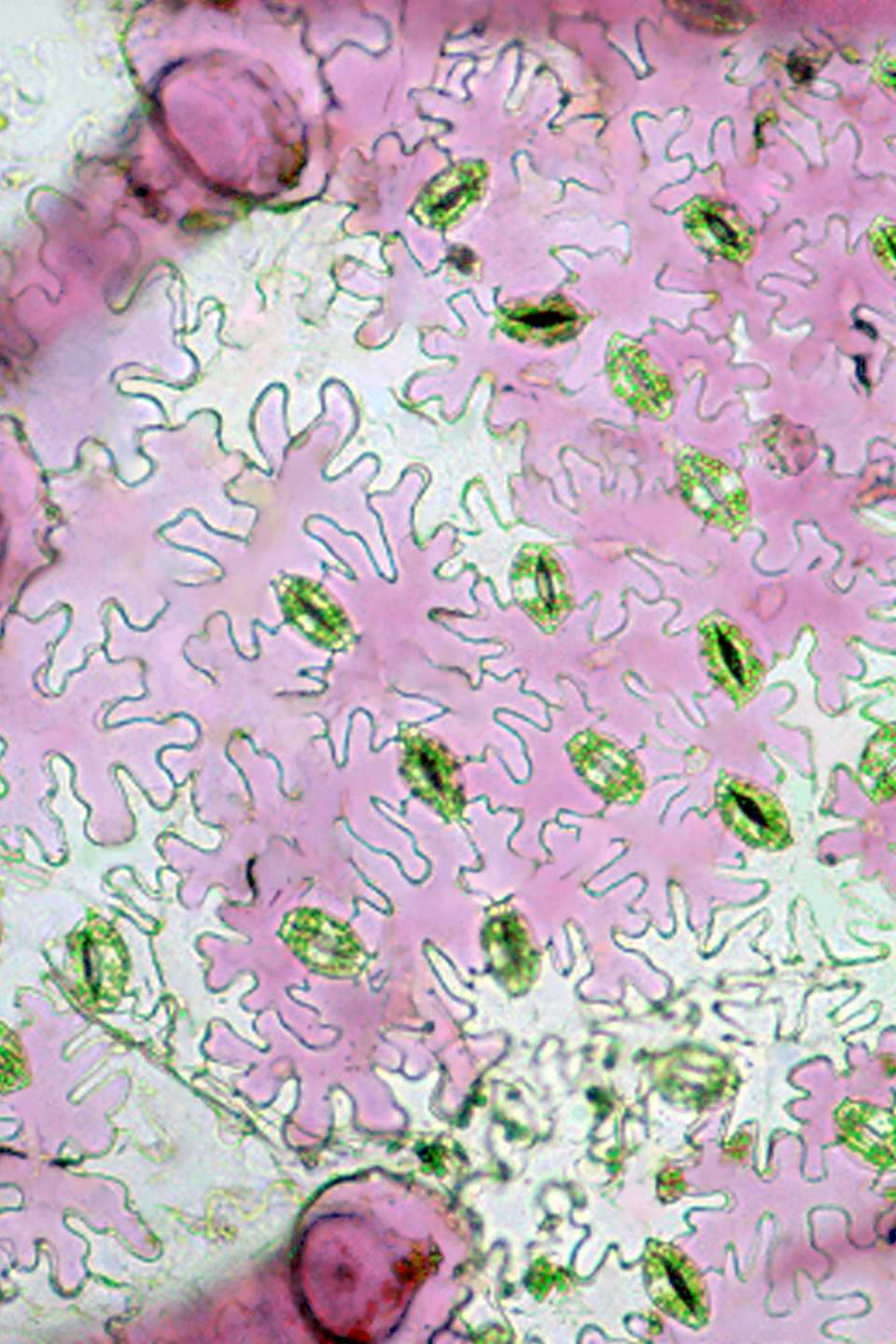 Skórka (epiderma) dolnej strony liścia gynury - Gynura sp. Widoczne są trzy typy komórek skórki: aparaty szparkowe (z chloroplastami), komórki właściwe skórki o falistych ścianach bocznych oraz włoski mechaniczne