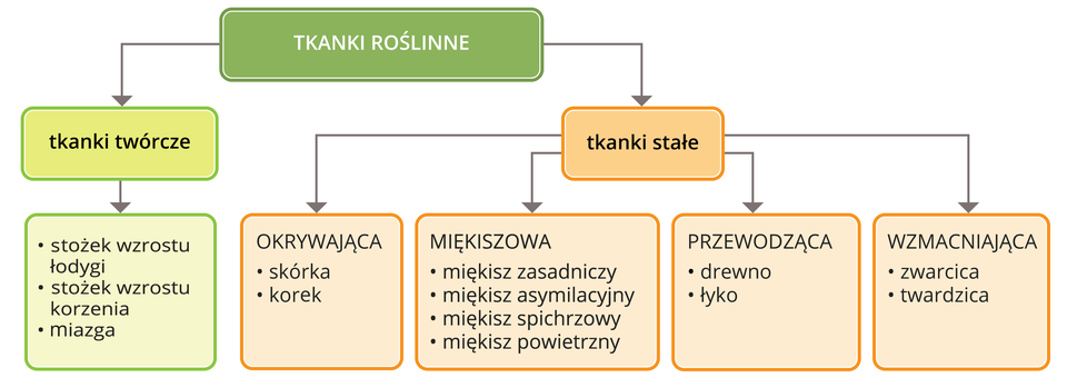 Ilustracja przedstawia podział tkanek roślinych w postaci schematu blokowego.