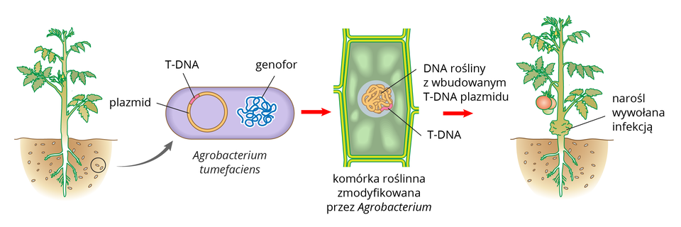 Ilustracja przestawia kolejne stadia infekcji rośliny pomidora przez bakterie glebowe. Pomidora ukazano z korzeniami w ziemi. W ich pobliżu znajdują się liczne małe pałeczki. Strzałka od dwóch z nich prowadzi do schematycznego rysunku bakterii. W jej komórce znajduje się niebieski genofor i kolisty, pomarańczowy plazmid z różową wstawką. Oznacza ona fragment, zwany T-DNA. Kolejny rysunek to przekrój przez komórkę roślinną. W DNA rośliny znajduje się różowy fragment T-DNA bakterii. ostatni rysunek przedstawia skutki infekcji: dolna część łodygi pomidora jest mocno zgrubiała.