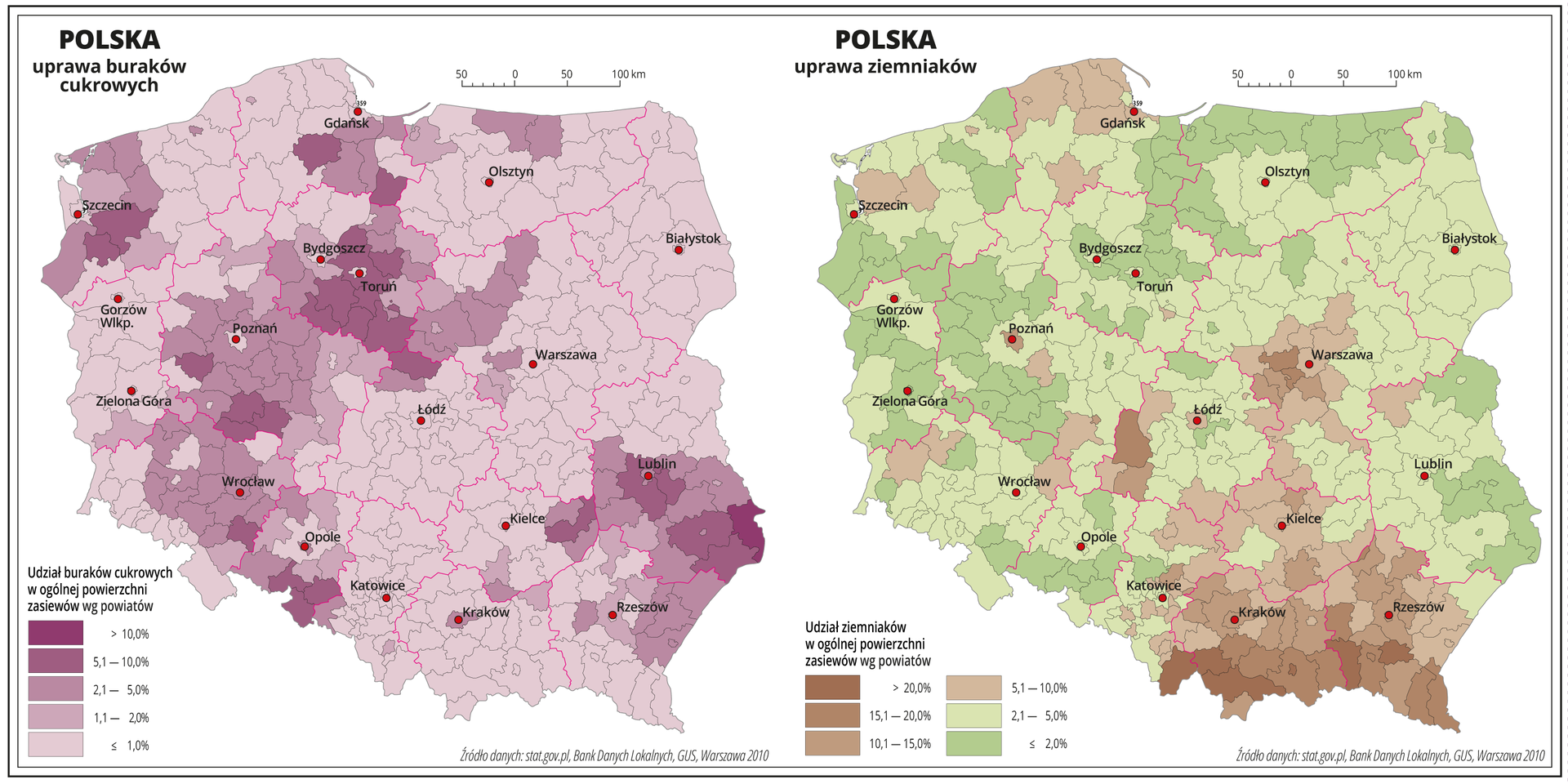 Ilustracja przedstawia dwie mapy Polski, na których pokazano udział buraków cukrowych i ziemniaków w ogólnej powierzchni zasiewów według powiatów. Na mapie czerwonymi liniami oznaczono granice województw, a czarnymi granice powiatów, czerwonymi kropkami oznaczono miasta wojewódzkie i je opisano. Uprawa buraków. Odcieniami koloru fioletowego przedstawiono udział buraków cukrowych w ogólnej powierzchni zasiewów. Kolor najjaśniejszy obrazuje obszary poniżej jednego procenta, a kolor najciemniejszy powyżej dziesięciu procent. Na przeważającej powierzchni Polski udział buraków cukrowych w ogólnej powierzchni zasiewów wynosi poniżej jednego procenta. Najwyższe wartości odnotowano w województwach kujawsko-pomorskim, wielkopolskim, dolnośląskim i lubelskim gdzie występują powiaty, w których udział buraków cukrowych w ogólnej powierzchni zasiewów przekracza pięć procent. Uprawa ziemniaków. Na przeważającym obszarze Polski udział ziemniaków w ogólnej powierzchni zasiewów nie przekracza pięciu procent, co oznaczono na mapie kolorem zielonym. Obszary, na których udział ziemniaków w ogólnej powierzchni zasiewów przekracza pięć procent oznaczono kilkoma odcieniami koloru brązowego i obejmują one pojedyncze powiaty w województwie wielkopolskim, pomorskim, mazowieckim, województwo świętokrzyskie, małopolskie i podkarpackie. Na obszarach górskich najwięcej jest obszarów najciemniejszych obrazujących udział ziemniaków w ogólnej powierzchni zasiewów powyżej piętnastu, a nawet powyżej dwudziestu procent.