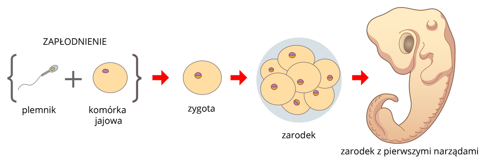 Ilustracja przedstawia różne etapy rozwoju zarodka. Od lewej w klamrze znajdują się: beżowa komórka jajowa i plemnik. Oznacza to zapłodnienie. Czerwona strzałka w prawo wskazuje zygotę, której jądro ma dwa kolory. Dalej w prawo znajduje się skupisko podobnych komórek, przedstawiające zarodek. Na końcu ukazano duży, beżowy zarodek z pierwszymi narządami, między innymi głową i ogonem.