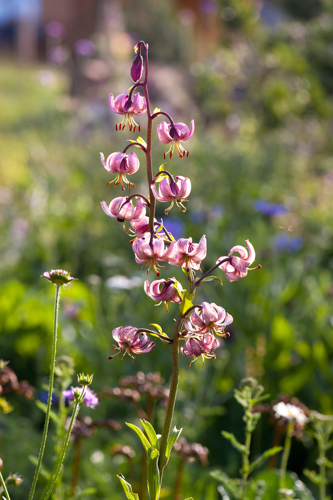 Fotografia prezentuje fioletowy kwiatostan lilii złotogłów na tle łąki.