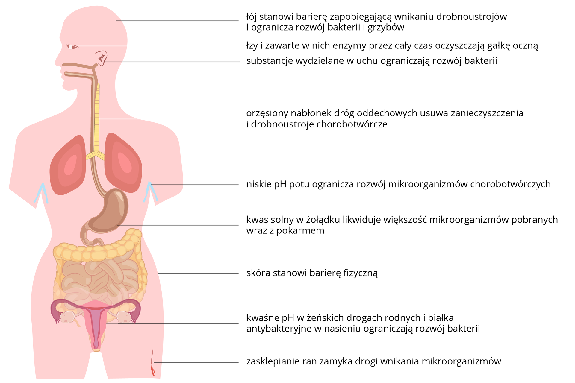 Ilustracja przedstawia różową sylwetkę człowieka z wrysowanymi schematycznie narządami. Z prawej wskazano różne części ciała i opisano bariery ochronne organizmu. Od góry na głowie: łój zapobiega wnikaniu drobnoustrojów i ogranicza rozwój bakterii i grzybów. Łzy i zawarte w nich enzymy oczyszczają gałkę oczną. Woskowina w uchu ogranicza rozwój bakterii. Orzęsiony nabłonek dróg oddechowych usuwa zanieczyszczenia i drobnoustroje. Na skórze kwaśny odczyn potu ogranicza rozwój mikroorganizmów chorobotwórczych. W żołądku kwas solny likwiduje większość mikroorganizmów, pobranych z pokarmem. Skóra stanowi barierę fizyczną. Kwaśny odczyn w żeńskich drogach rodnych i białka w nasieniu ograniczają rozwój bakterii. Zasklepianie ran zamyka drogę wnikania drobnoustrojów.