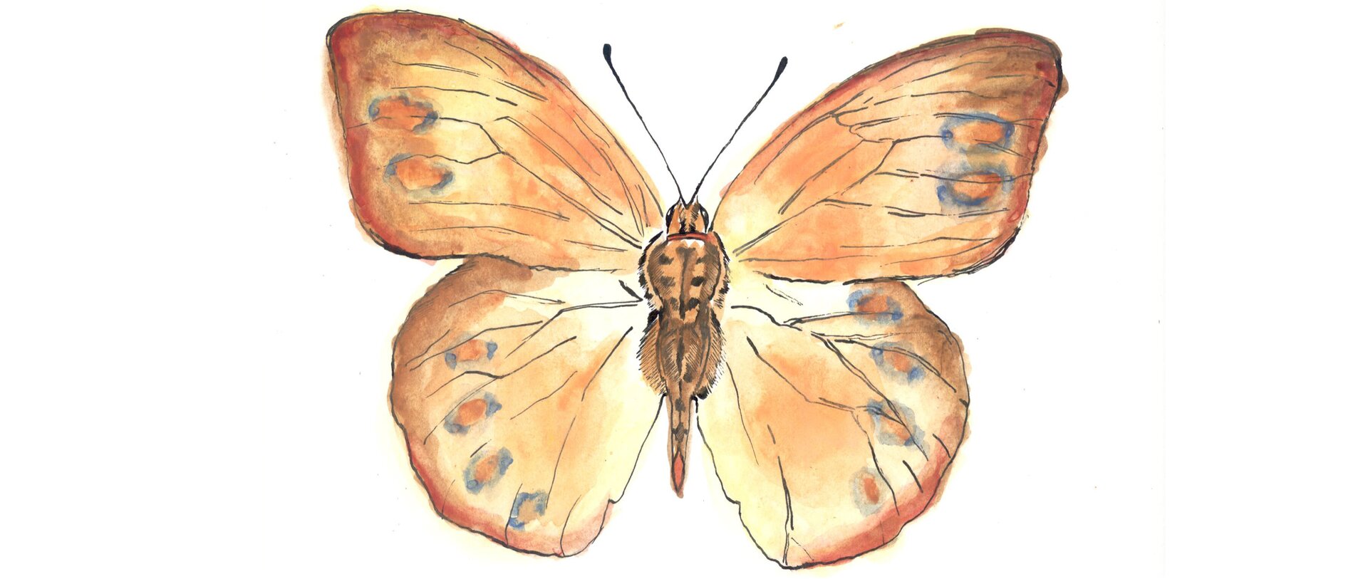Rysunek motyla.