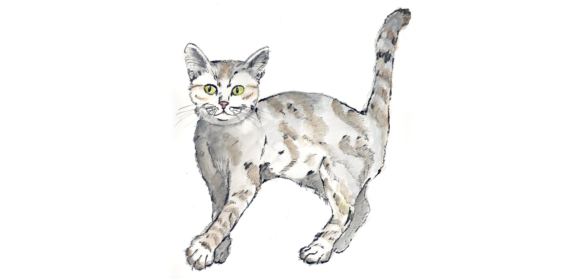 Rysunek kota.