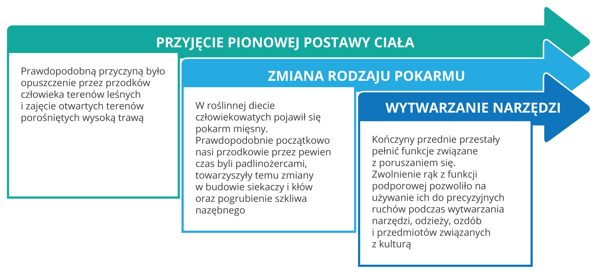 Etapy ewolucji człowieka: dwunożna postawa - Prawdopodobną tego przyczyną było opuszczenie przez przodków człowieka terenów leśnych i zajęcie otwartych, porośniętych wysoką trawą obszarów typu sawannowego. ; Zmiana rodzaju pokarmu - W roślinnej diecie człowiekowatych pojawił się pokarm mięsny. Nasi przodkowie zanim opanowali umiejętności łowieckie, przez pewien czas byli padlinożercami. Prawdopodobnie towarzyszyły temu zmiany w budowie siekaczy i kłów oraz pogrubienie szkliwa nazębnego. Wytwarzanie narzedzi - Kończyny przednie przestały pełnić funkcje związane z poruszaniem się.Uwolnienie z funkcji podporowych dłoni pozwoliło na używanie ich do precyzyjnych ruchów podczas wywarzania broni, ubrań, ozdób i przedmiotów związanych z kultur.