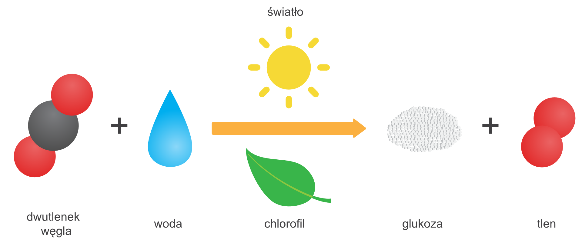 Ilustracja przedstawia rysunkowy schemat fotosyntezy w formie zapisu reakcji, w którym symbole związków i pierwiastków zastąpiono kolorowymi piktogramami. Wynika z niej, że w wyniku syntezy dwutlenku węgla i wody przy udziale światła słonecznego, reprezentowanego przez piktogram słońca nad strzałką oznaczającą reakcję i w obecności chlorofilu symbolizowanego rysunkiem liścia pod strzałką, powstaje glukoza przedstawiona jako kopczyk białej sproszkowanej substancji i tlen. Dwutlenek węgla oraz tlen przedstawione zostały w postaci modeli cząsteczek, a woda jako niebieska kropla.