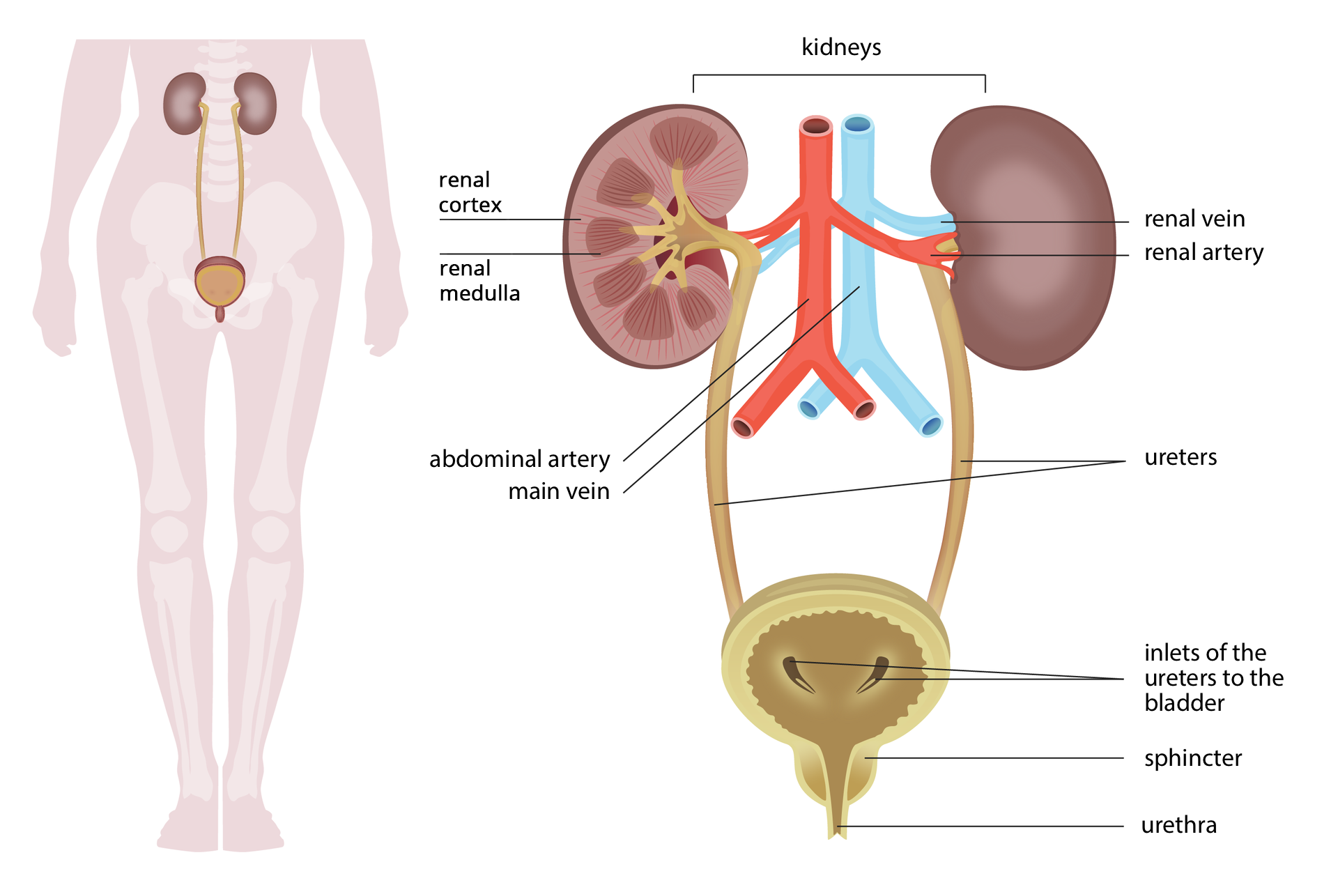 Ilustracja z lewej na sylwetce człowieka przedstawia umiejscowienie narządów układu moczowego. Z prawej przedstawiono budowę narządów. U góry dwie fioletowe nerki, jedna w przekroju. Między nimi niebieska żyła główna i żyła nerkowa oraz czerwona tętnica brzuszna i tętnica nerkowa. Na przekroju nerki podpisano jaśniejszą korę i ciemniejszy, prążkowany rdzeń. Od nerki w dół beżowe rurki –moczowody, wpadające do okrągłego pęcherza moczowego w przekroju pionowym. Wskazano zgrubienie u dołu pęcherza – zwieracz i cewkę moczową. Podpisy: kidneys, bark na renal cortex, core na renal medulla, abdominal artery, main vein, renal vein, renal artery, ureters, inlets of the ureters to the bladder, sphincter, urethra