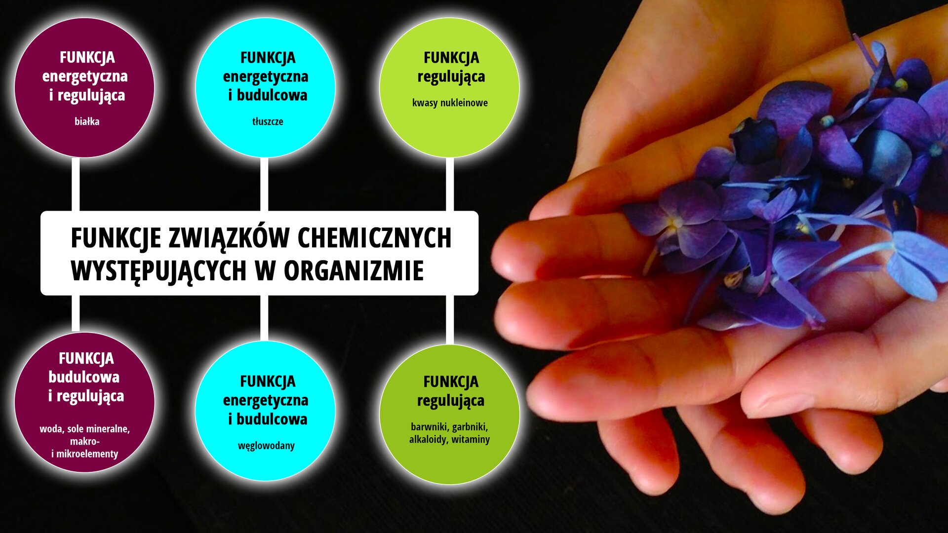 Ilustracja przedstawia schemat funkcji związków chemicznych występujących w organizmie. Od napisu „Funkcje związków występujących w organizmie” odchodzi sześć okręgów. W każdym z nich podana jest funkcja związku chemicznego oraz przykład związku chemicznego. Kolejno od lewej strony pojawiają się następujące części schematu: „funkcja energetyczna i regulująca – białka”, następnie „funkcja energetyczna i budulcowa”, czyli tłuszcze. Potem podana jest „funkcja regulująca – kwasy nukleinowe”. Następnie w schemacie podana jest „funkcja budulcowa i regulująca, czyli woda, sole mineralne, makro i mikroelementy”. Potem „funkcja energetyczna i budulcowa, czyli tłuszcze”. Ostatnim elementem schematu jest „funkcja regulująca, czyli barwniki, garbniki, alkaloidy, witaminy. W prawej części schematu znajdują się damskie dłonie. W jednej z otwartych dłoni znajdują się płatki fioletowych kwiatów.