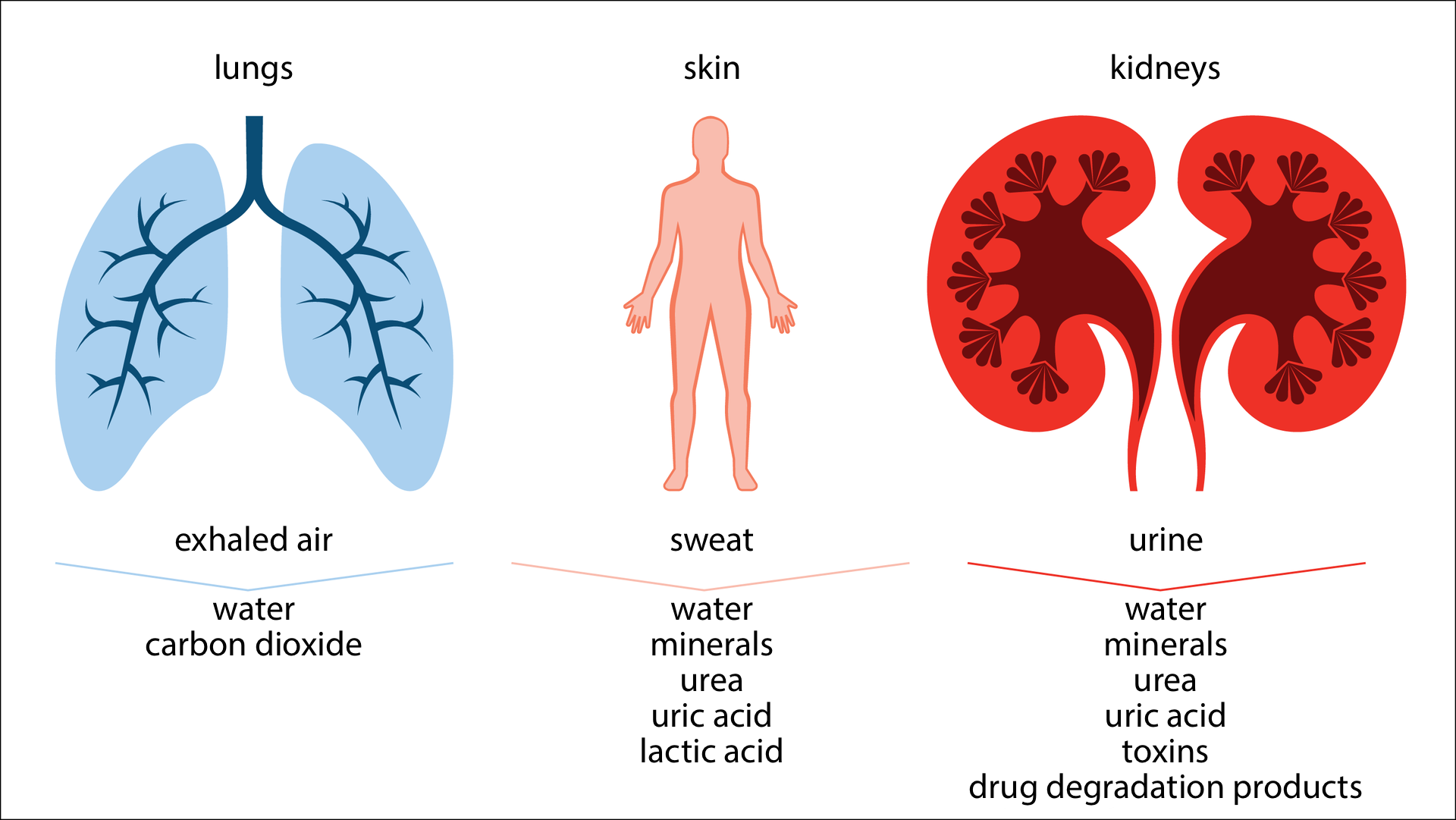 Ilustracja przedstawia schematycznie trzy narządy, służce do usuwania produktów przemiany materii. Z lewej niebiesko - granatowe płuca, lungs. Podpis: exhaled air, water carbon dioxide. Środkowy rysunek przedstawia sylwetkę człowieka z oznaczoną skórą, skin. Podpis: sweat, water, minerals, urea, uric acid, lactic acid.  Z prawej jaskrawo pomarańczowo – brązowe nerki, kidneys. Podpis: urine, water, minerals, urea, uric acid, toxins, drug degradation products