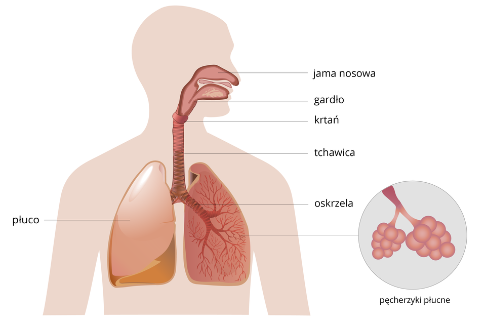 Schemat, przedstawiający budowę układu oddechowego człowieka z opisem narzadów: jama nosowa, gardło, krtań, tchawica, oskrzela oraz płuco. W prawej dolnej części schematu przybliżenie pęcherzyków płucnych