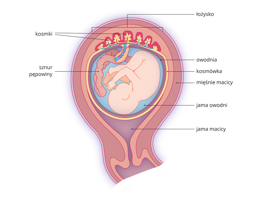 W galerii są ilustracje, dotyczące błon płodowych i łożyska. Ilustracja przedstawia dziecko w macicy, ułożone głową do dołu. Pod nim fioletowa jama macicy. Kolorem brązowym oznaczono mięśnie macicy. Wewnątrz w niebieskiej jamie owodni znajdują się gruby, brązowy sznur pępowinowy. Powyżej żółte kształty, czyli kosmki kosmówki. Czerwone warstwa z kosmkami podpisana łożysko.