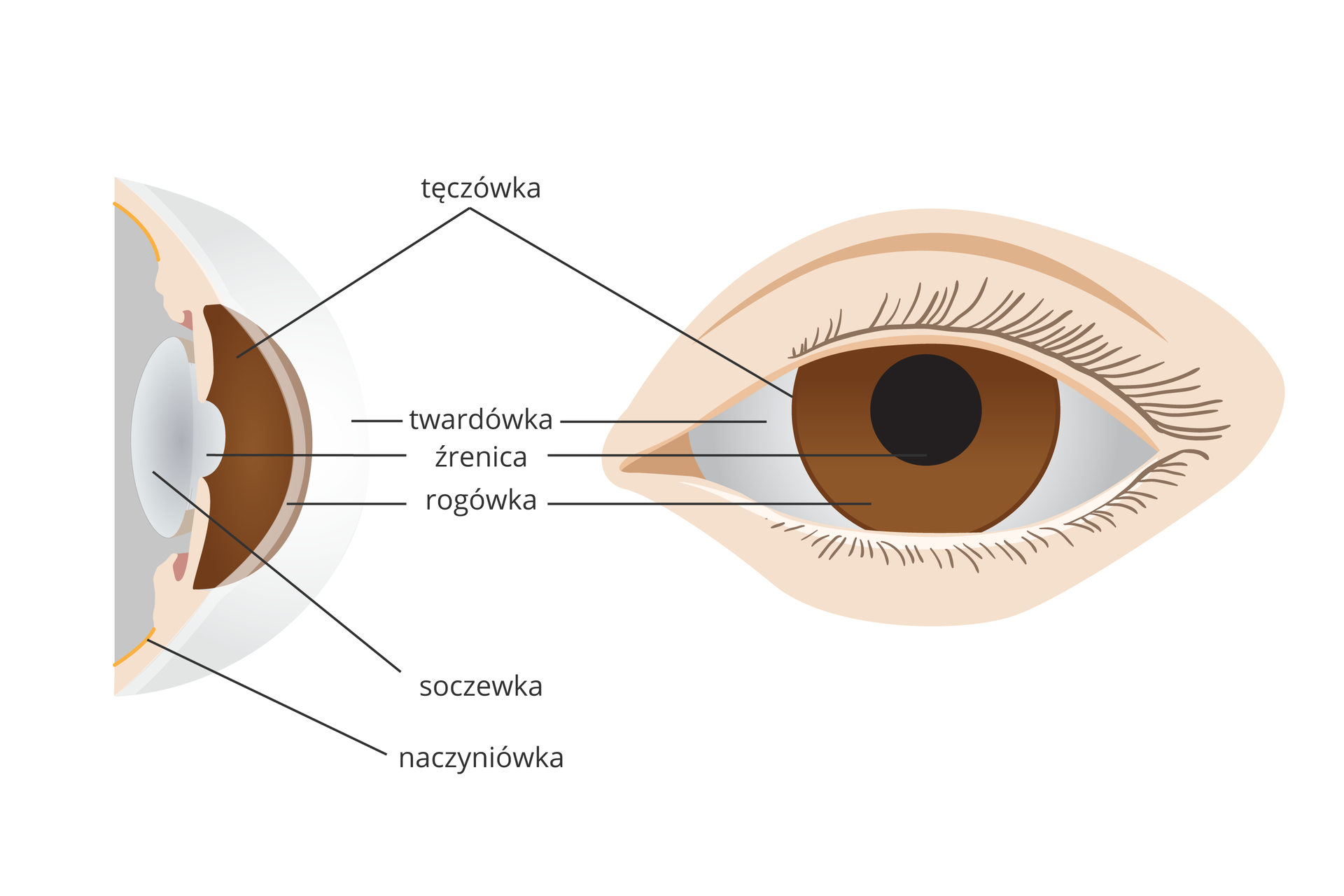 Ilustracja składa się z dwóch rysunków przedniej części oka. Z lewej przekrój pionowy, z prawej widok z przodu. Te same części przedstawione tym samym kolorem.