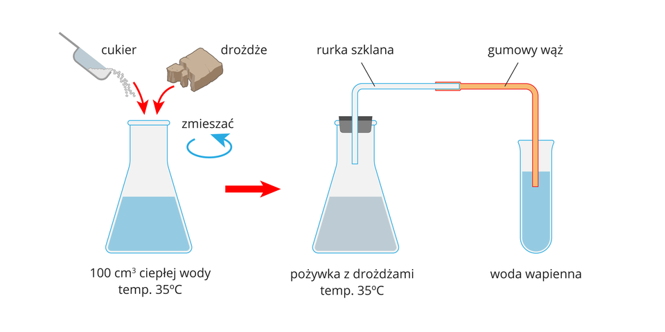 Ilustracja przedstawia sposób założenia doświadczenia do badania wydzielania dwutlenku węgla przez drożdże.