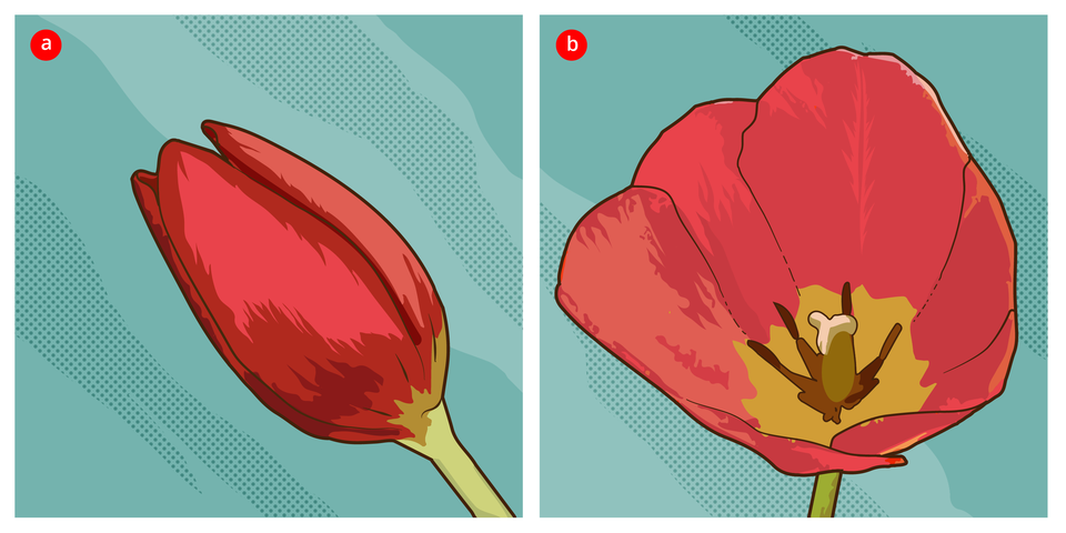 Ilustracja A i B. A przedstawia stulony kwiat tulipana, B - kwiat otwarty.