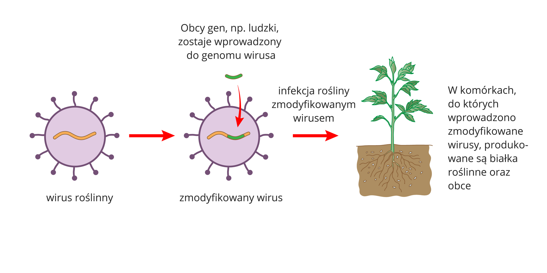 Ilustracja przestawia dwie fioletowe kuliste struktury z wypustkami, oznaczające wirusy. Po prawej ukazano roślinę z korzeniami w glebie. W pierwszym wirusie znajduje się pomarańczowa linia, oznaczająca jego DNA. W drugim wirusie pomarańczowa linia ma zieloną wstawkę, czyli obcy gen. Czerwona strzałka wskazuje wprowadzenie zmodyfikowanego wirusa do rośliny. Zaczyna ona produkować obce białka.