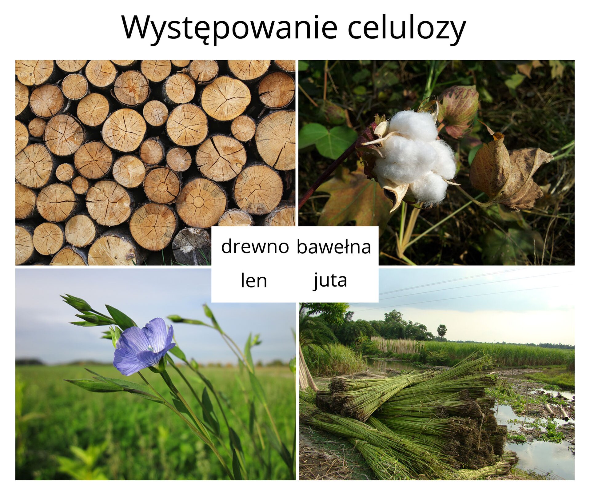 Występowanie celulozy