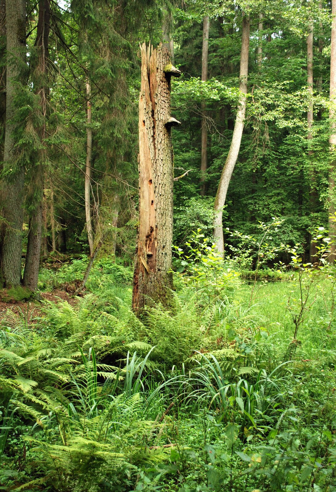 Fotografia przedstawia fragment lasu mieszanego. Rosną tu drzewa iglaste i liściaste. Niektóre są wygięte w kształt litery S. Na pierwszym planie znajdują się liczne kępy paproci. Między nimi znajdują się liście roślin w innym odcieniu zieleni. Paprocie rosną głównie pod pniem złamanego drzewa. W jego korze są liczne otwory, a na pniu rosną huby.wilgociolubne