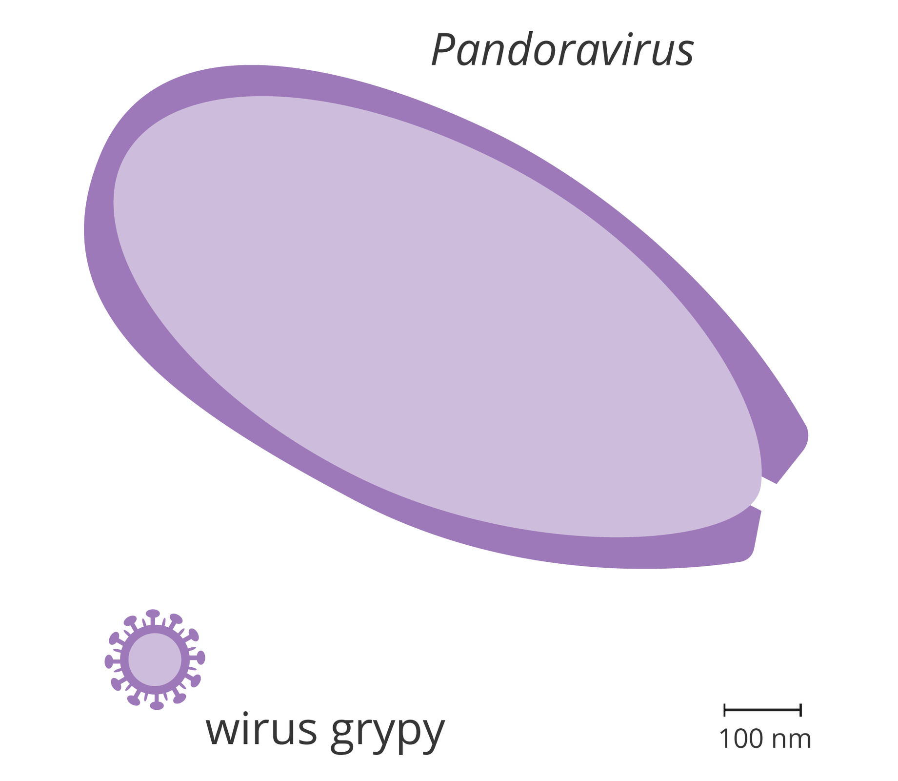 Ilustracja przedstawia porównanie wielkości wirusa grypy i Pandoravirusa. Pandoravirus jest dziesięć razy większy od wirusa grypy.