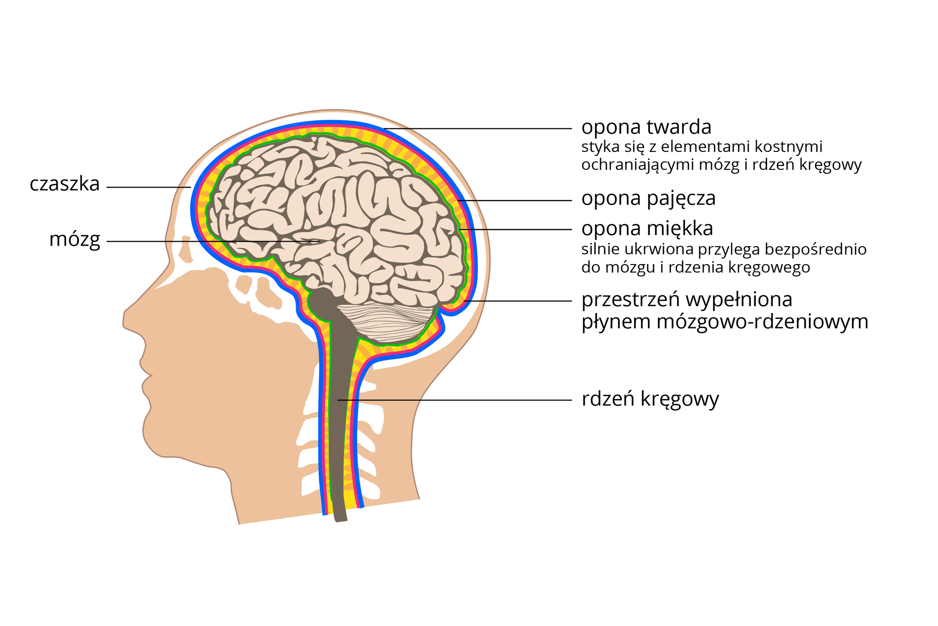 Ilustracja przedstawia w różowej sylwetce głowy elementy ochrony ośrodkowego układu nerwowego. Na biało zaznaczono elementy kostne. Mózg ma postać szarych zwojów. Móżdżek kreskowanego półkola. Pień mózgu i rdzeń kręgowy w kolorze ciemnobrązowym. Wszystkie te części są chronione w ten sam sposób. Od zewnątrz: niebieska opona twarda, przylega do kości. Pod nią czerwona opona pajęcza i zielona ukrwiona opona miękka. Między nimi żółty paskowany płyn mózgowo – rdzeniowy.
